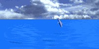 dolphin-08.gif